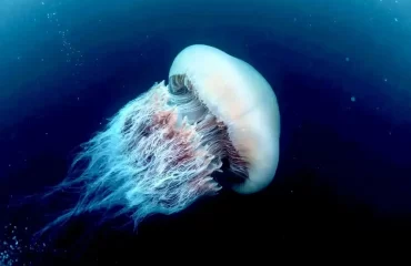 Запускаем новую воскресную рубрику «Диагноз: редкий случай»